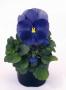 Seminte profesionale VIOLA - PANSELUTE - seria INSPIRE - imagine 48736